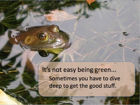 Another frog in pond